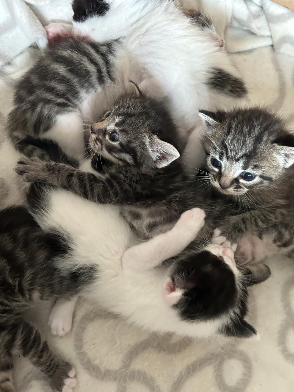 Lieve prachtige kittens 🐈‍⬛🤍😻