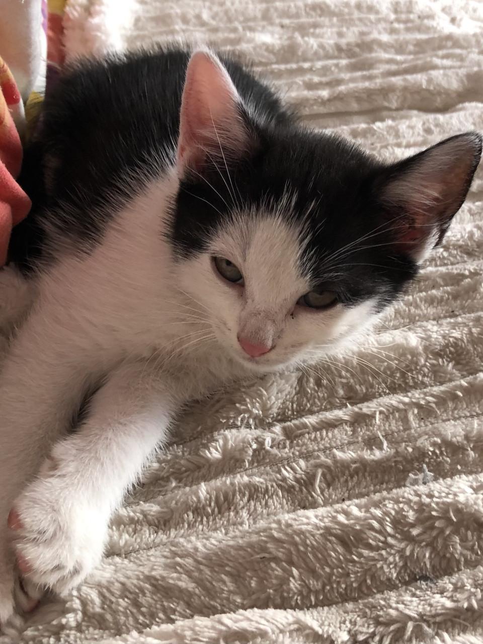 Kittens