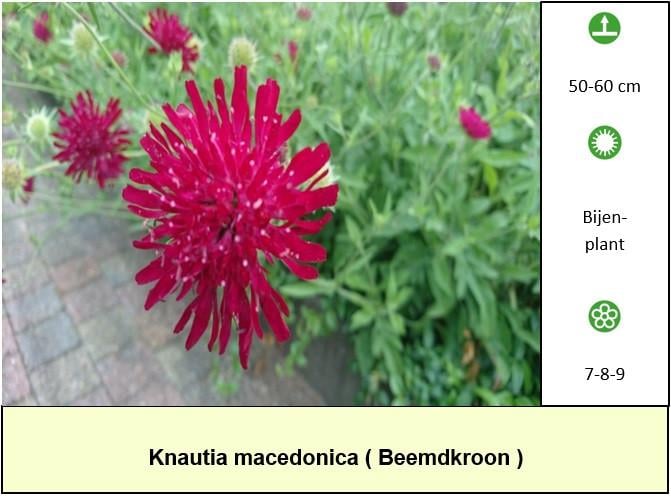Vaste planten, vlinder,- en bijenplanten voor slechts €1,25 p/st  ++ TIP ++