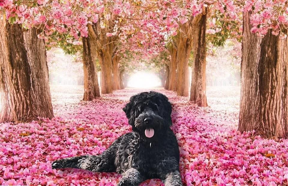 Bernedoodles One love