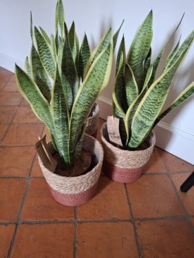 Sansevieria