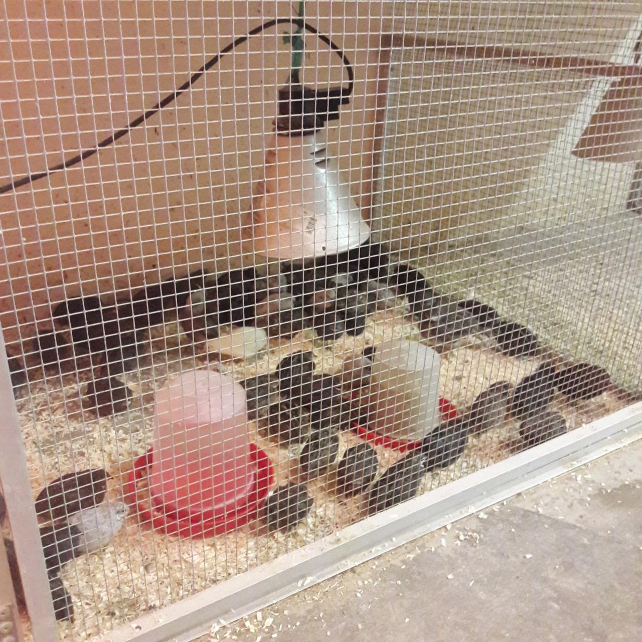 Chinese kwartels in allerlei kleuren