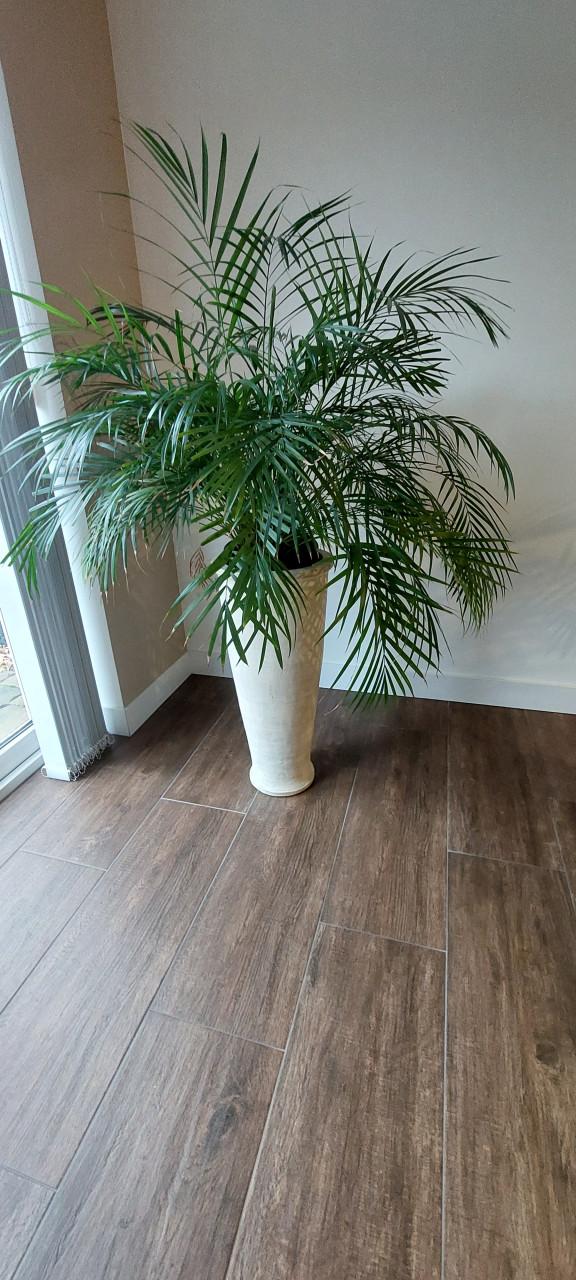 Planten kamerplant Palm