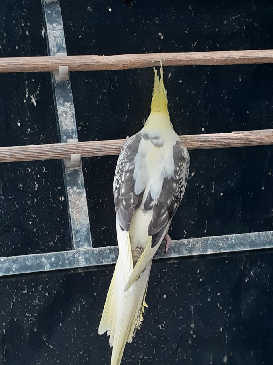 Onverwant jong koppel valkparkieten 2025