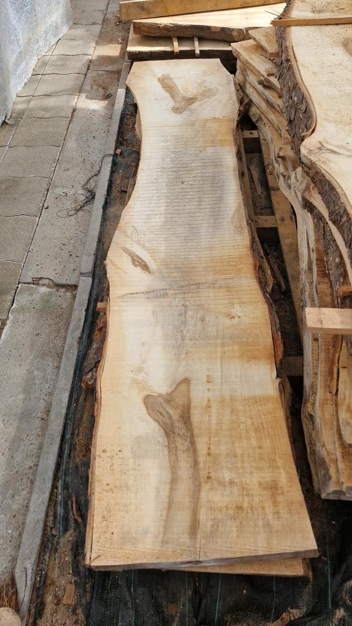 Boomstam schaaldelen leuk voor tafel, barblad of wandplank