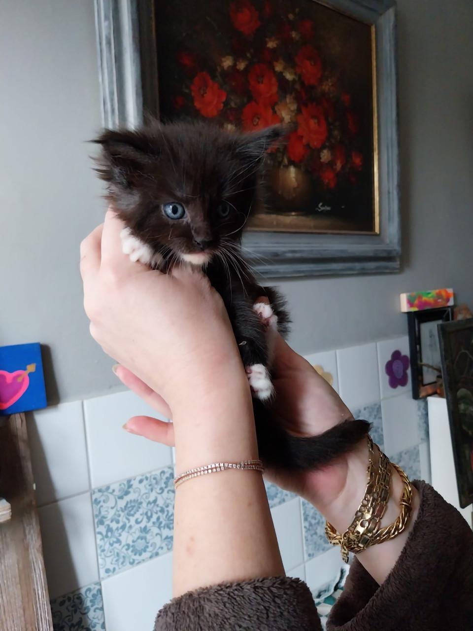 Prachtige Maincoon kittens