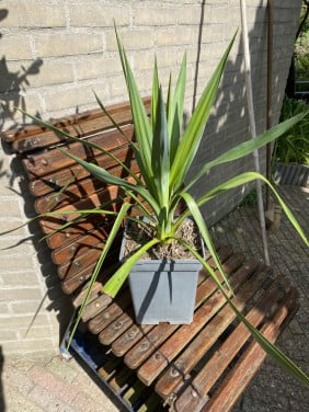 Yucca’s