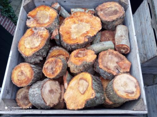 Elzenhout, pas gerooid, gezaagde blokken