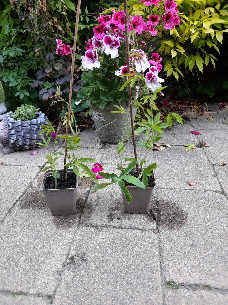 Passiebloem