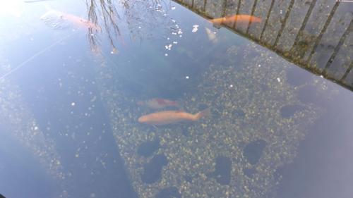 Gratis goudwinde, 30cm