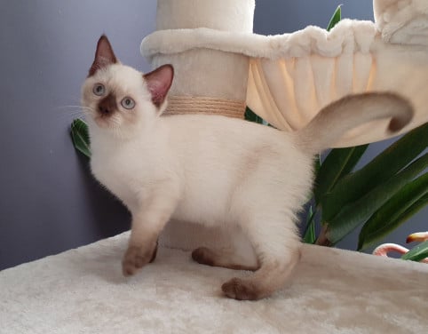 Britse korthaar kittens