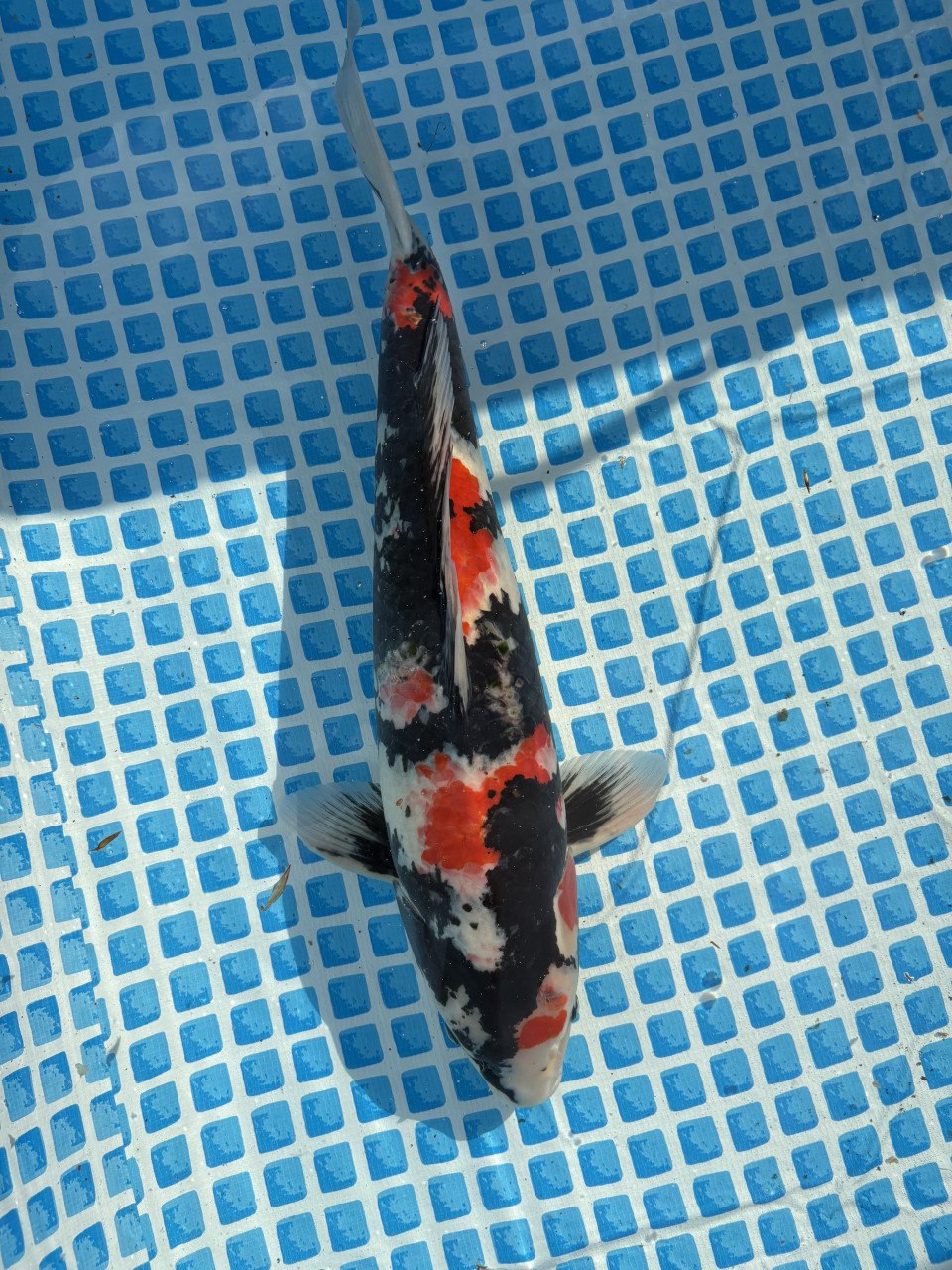 Koi karpers te koop