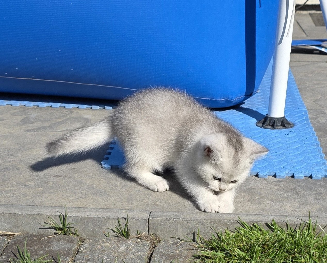 Brits korthaar silver shaded kitten (kater)