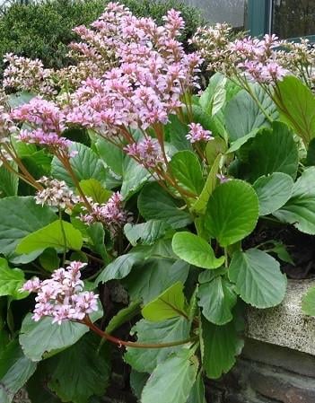 Bergenia Cardifolia Schoenlappersplant