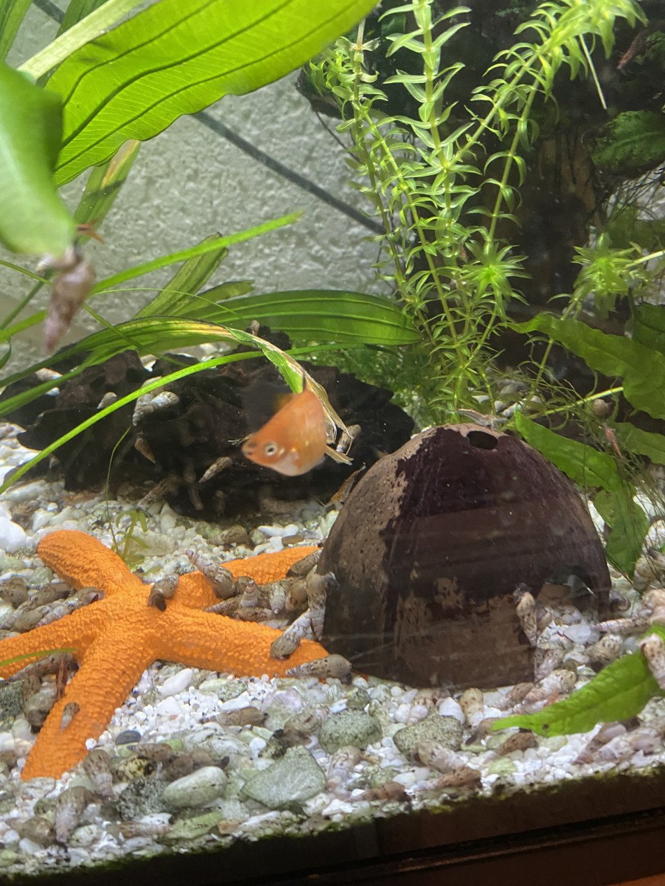 Aquariumvissen