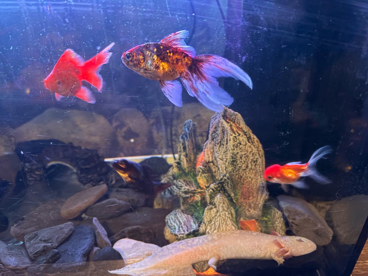 Mooi groot aquarium met vissen en axelotl