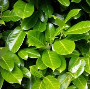 Laurierhaag - Prunus Novita in alle hoogtes