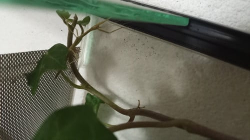 2 jonge wandelende takken