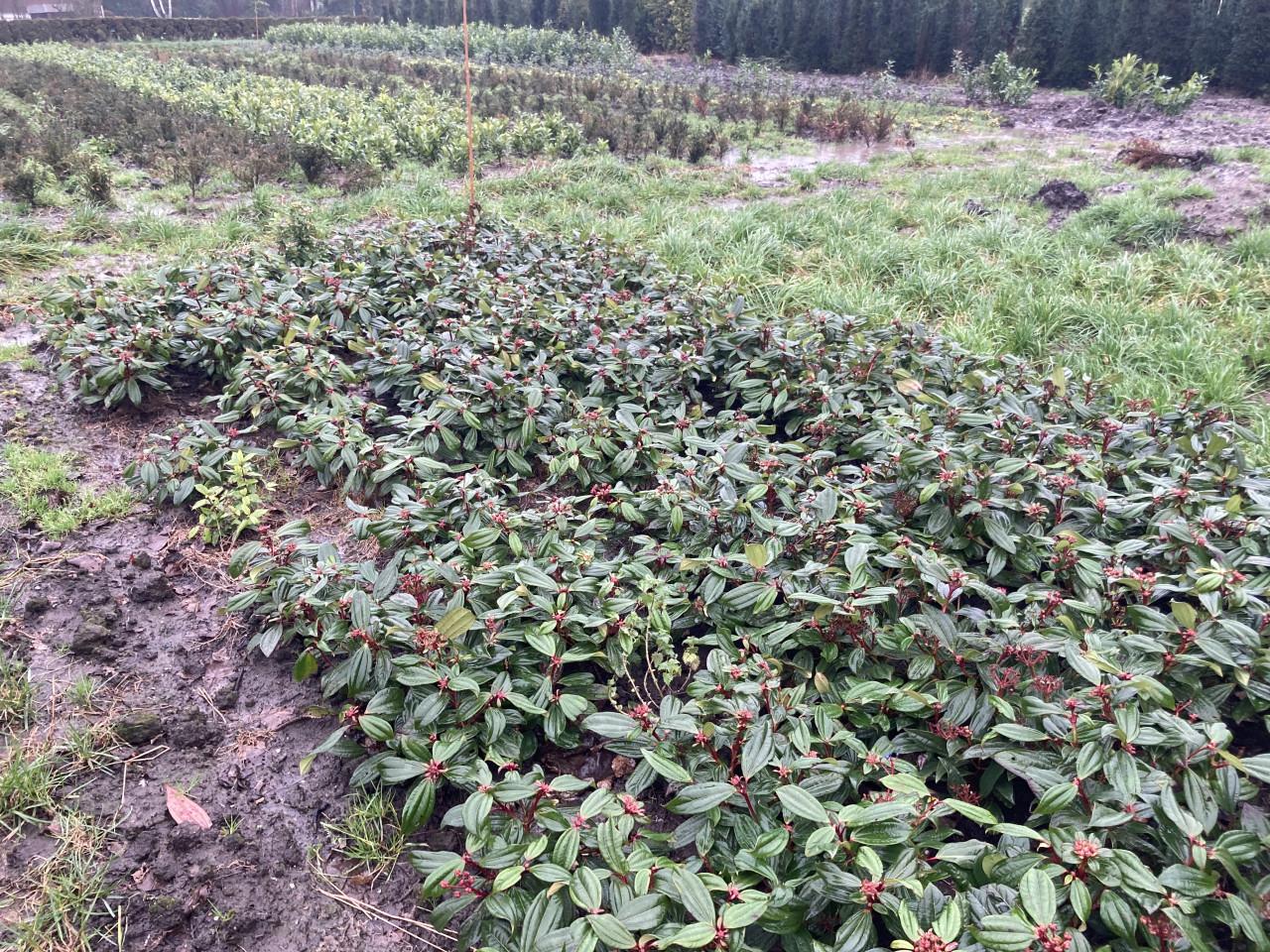 Viburnum tinus/davidii