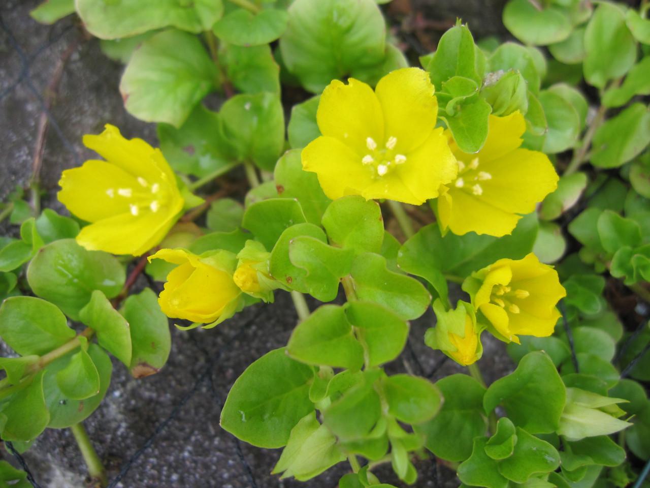 Diverse bodembedekkers 4, 5 of 6 voor 10,-