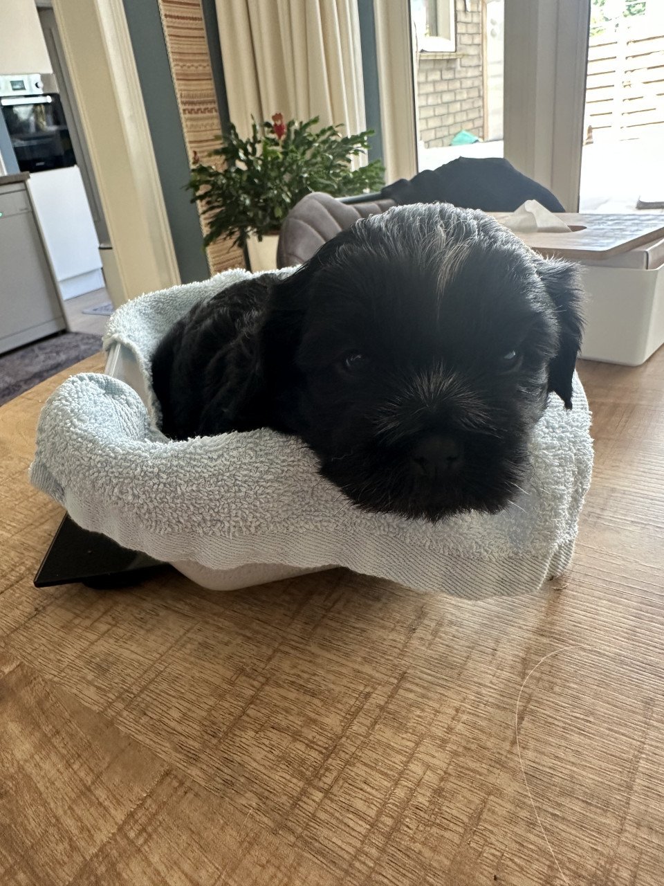 Boomer pup reutje