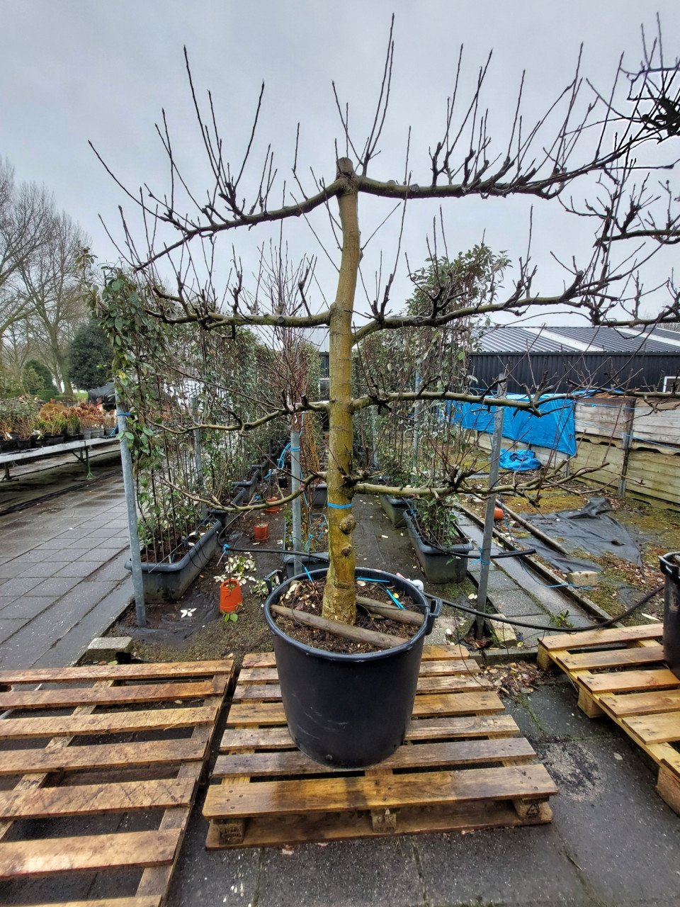Leibomen appel