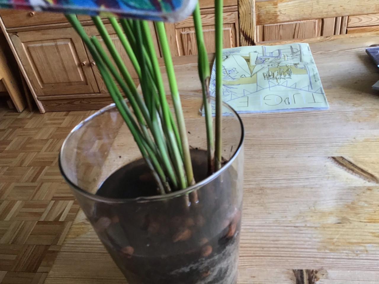 Parapluplant                           makkelijk water geven