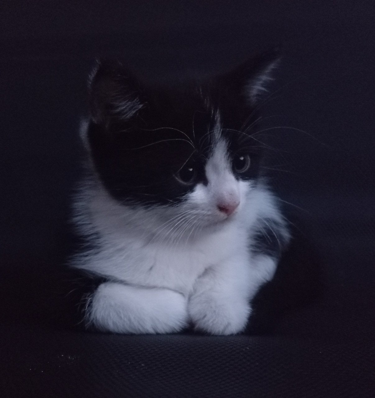 Kittens half langhaar zwart-wit