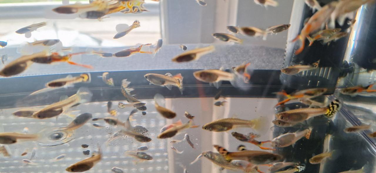Mooie mix van guppen