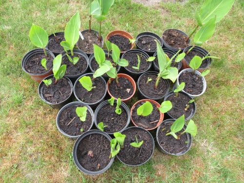 Canna in pot