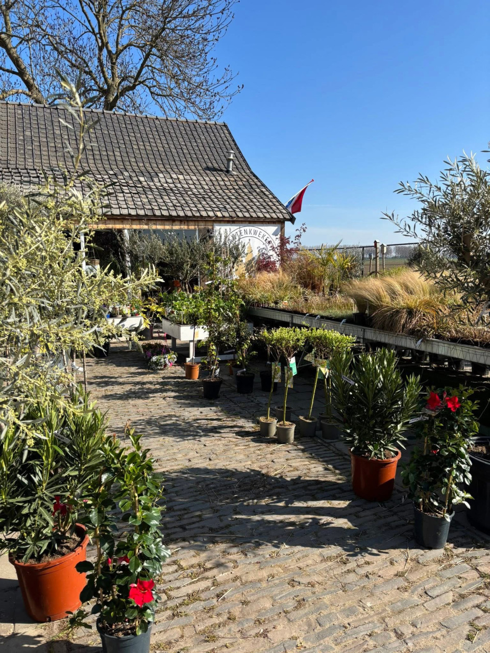 BUITENPLANTEN, SIERGRASSEN,BOMEN, BLOEIERS EN MEER ook voor binnen!