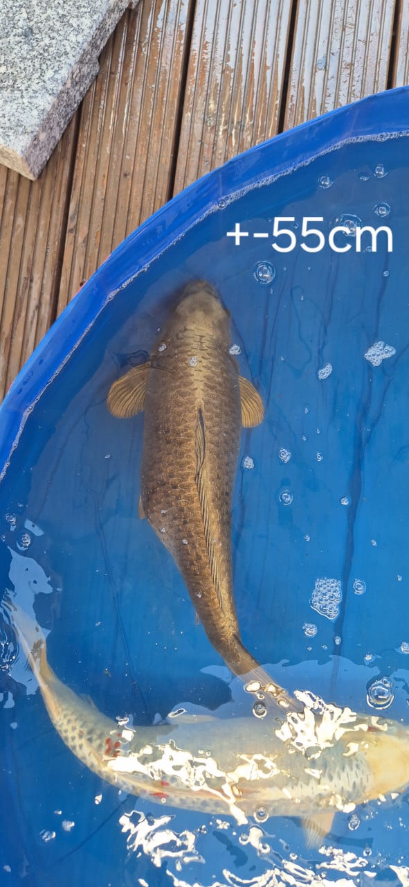 Koi.