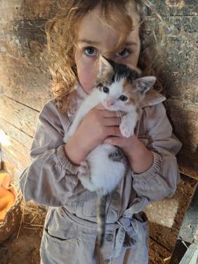 Lieve aanhankelijke kittens