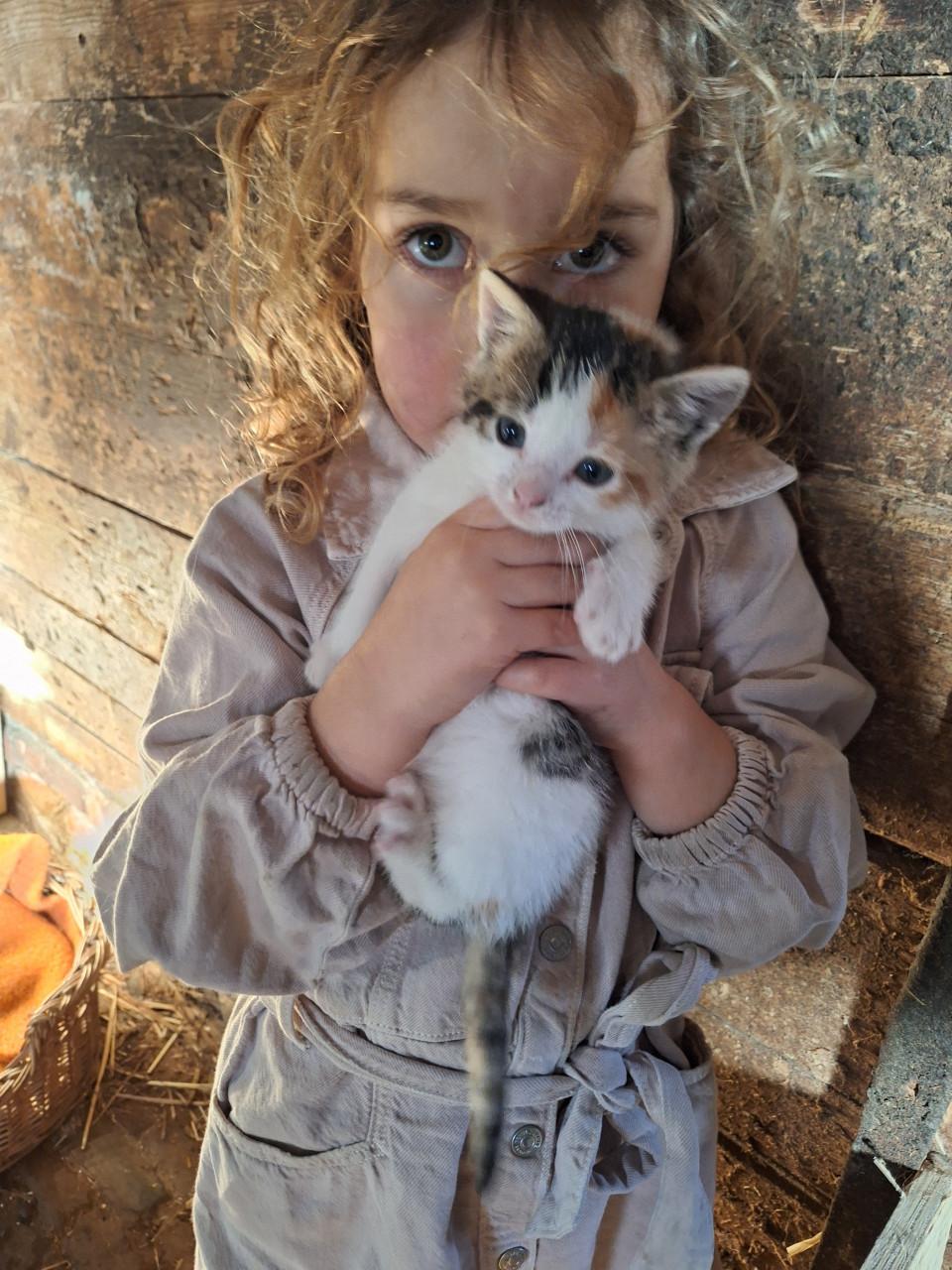 Lieve aanhankelijke kittens