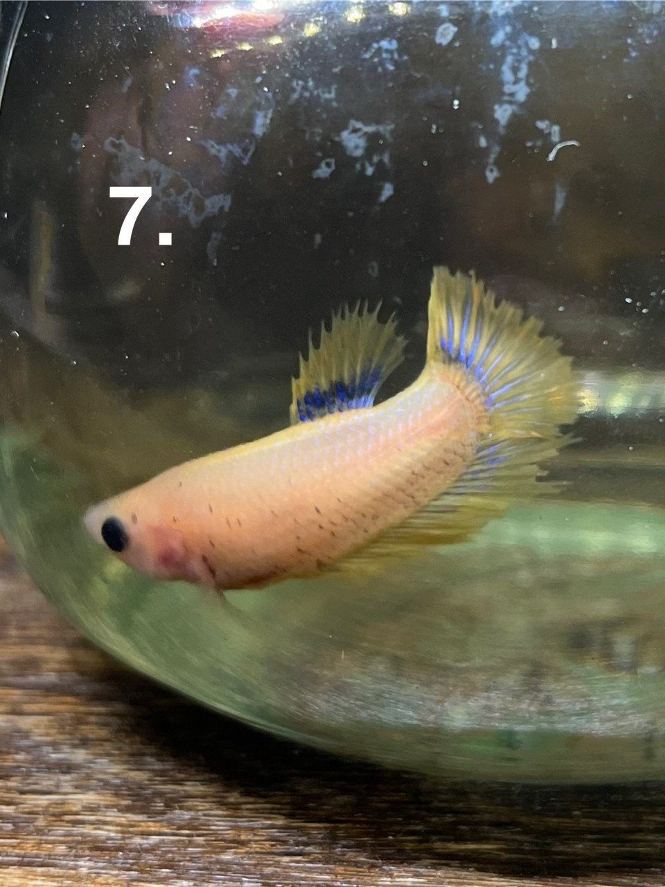 Betta vissen vrouw 7 stuks