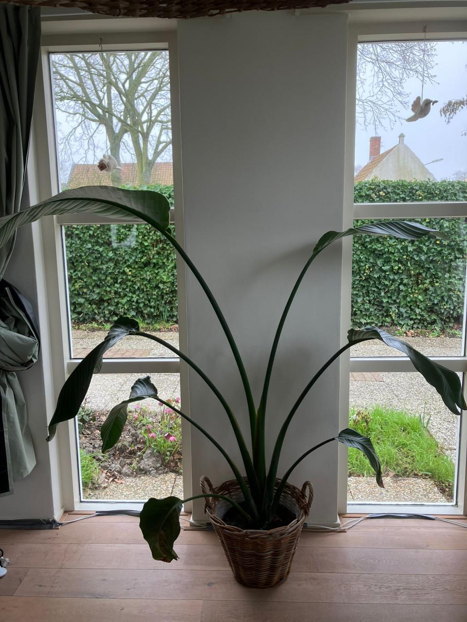 Strelitzia nicolai Paradijsvogelplant kamerplant 150cm hoog