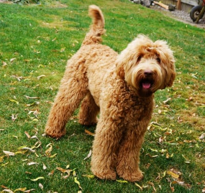 Oppasplek voor Australian Labradoodle aangeboden