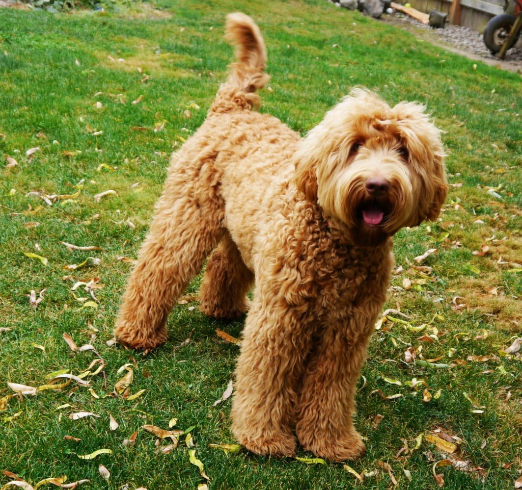 Oppasplek voor Australian Labradoodle aangeboden