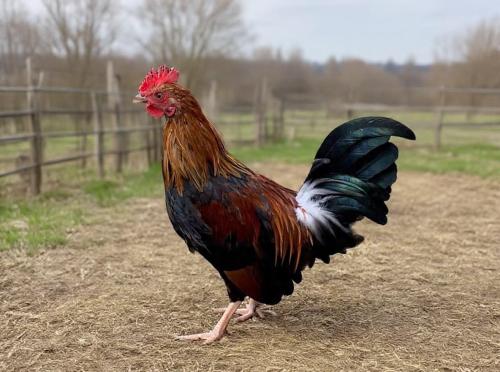Mooie jonge Oud Hollandse kriel haan