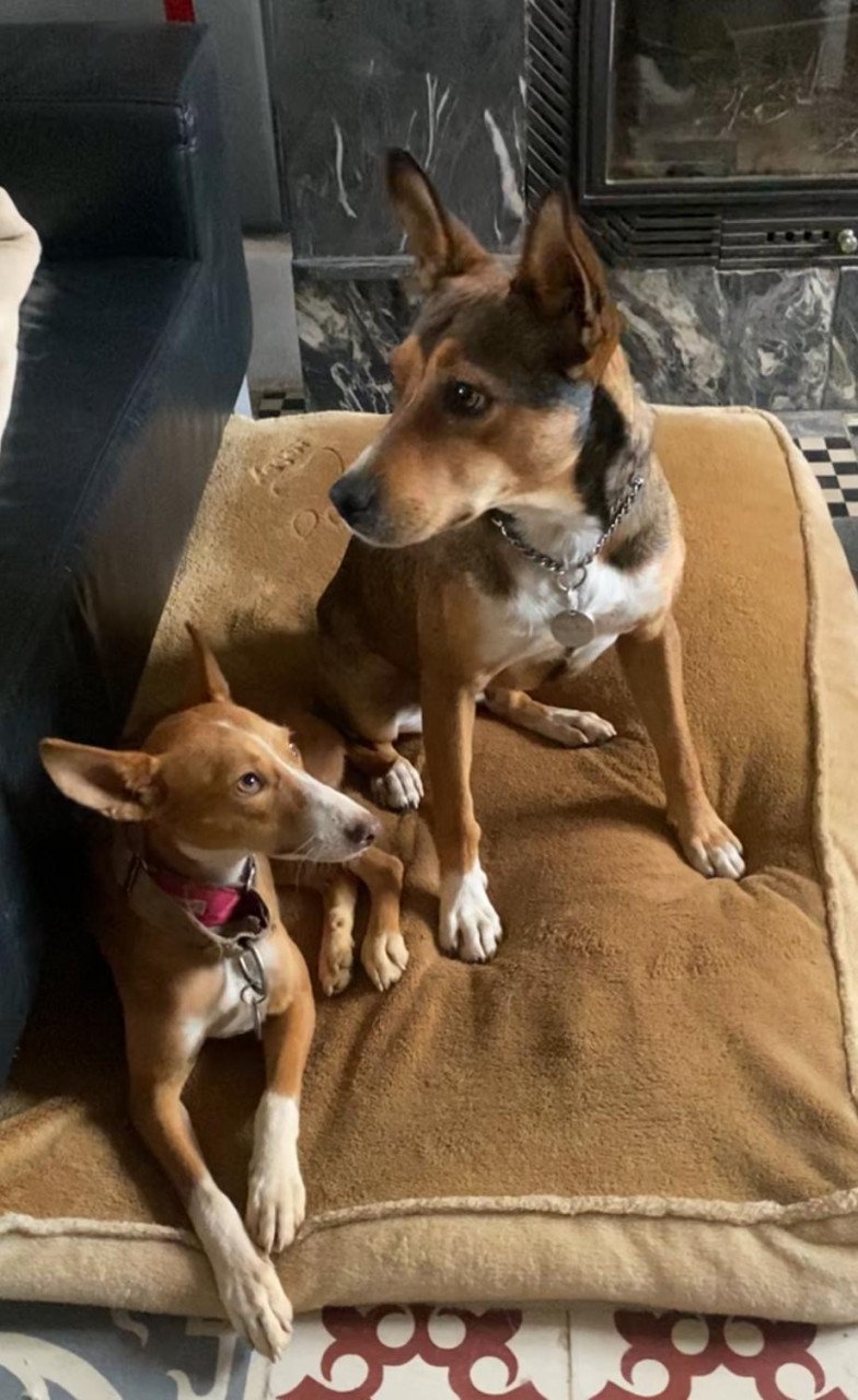 Lief baasje OF opvanggezin gezocht voor deze twee lieverds!