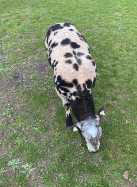 Bonte witte zwarte schapen schaap ram ooi