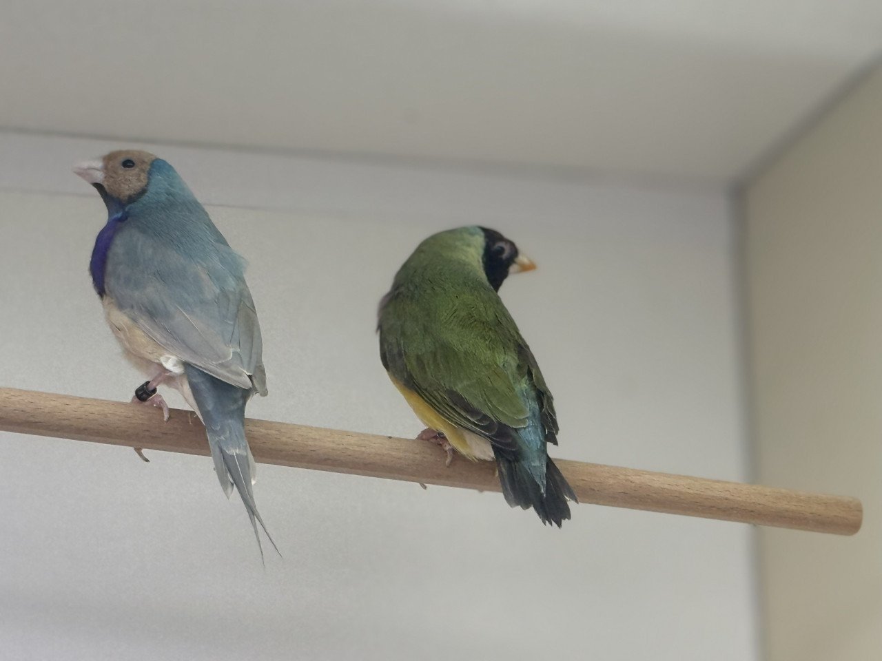 Gouldamadine koppel adv7 blauw