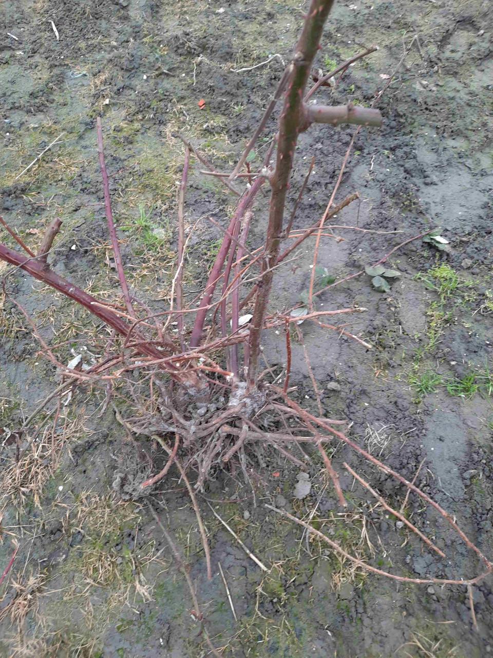 Bramenstekken, bessenstekken, druivenstekken