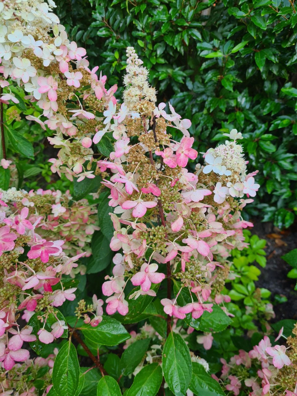 Pluimhortensia Pinky Winky