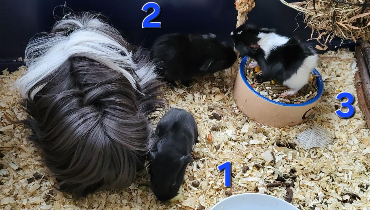 2 jonge cavia's  gratis te geef