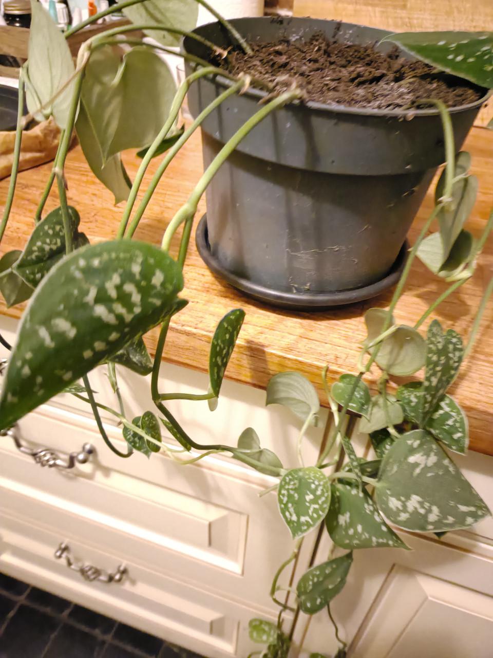 Scindapsus pictus hangplant