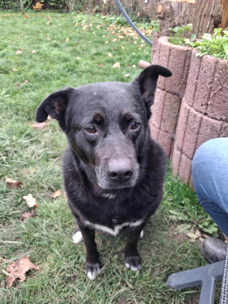 Ter adoptie Sally 6 jaar