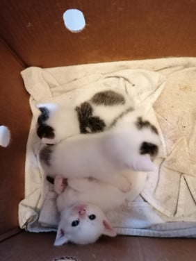 Kittens
