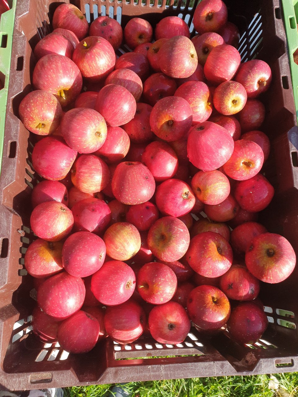 Fruit Appels en peren onbespoten