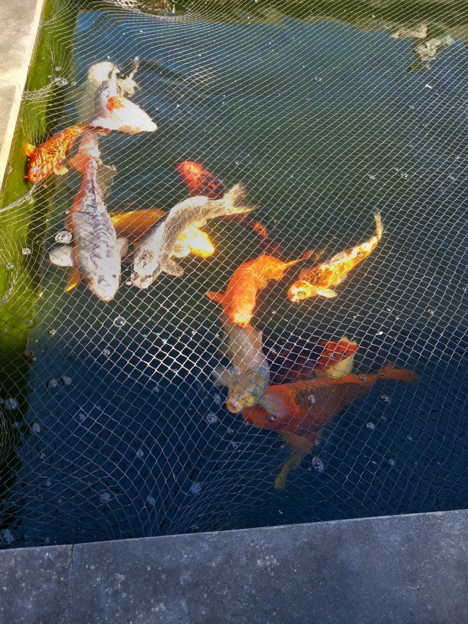 Koi,s
